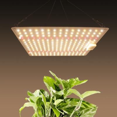 Morden Design and Environmental Friendly LED Grow Lighting 100W with UL Certification