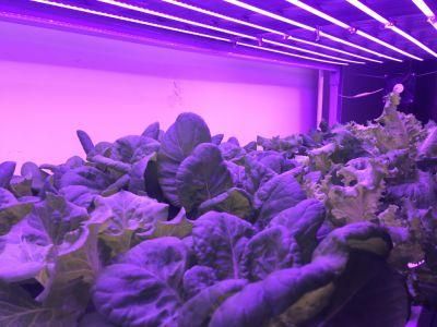 China 500W UV LED Grow Lights