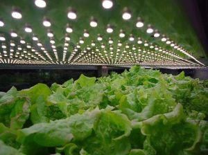 High Quality LED Grow Light for Flower Cultivation