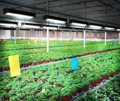 Linear High Bay Type Full Spectrum 630W Fluence Vypr LED Grow Light