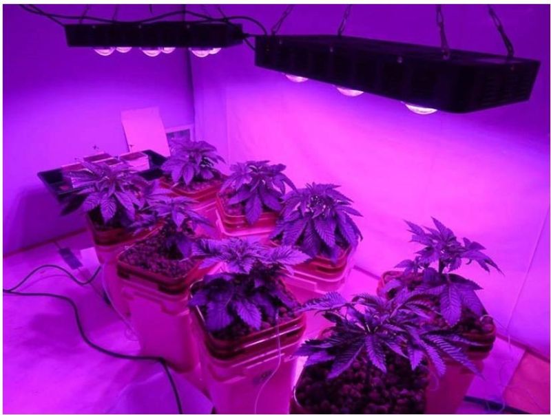 Top Ten Seller on Amazon LED Grow Light for Indoor Plants