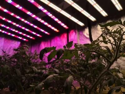 High Power SMD 300W/450W/600W/800W/900W/1000W/1200W LED Grow Light for Indoor Plant Hemp Flowers