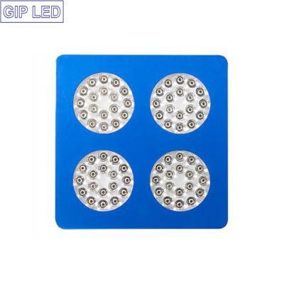 Chinese Red and Blue LED Grow Lights for Zucchini Flower