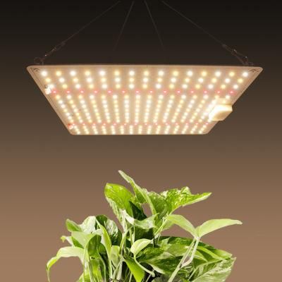 Great Service in Greenhourse 100W Bonfire LED Grow Lighting with UL Certification
