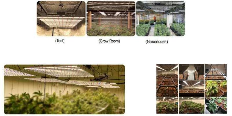 6 Bars Full Spectrum LED Grow Light 720W for Medical Plants Herbs, Supplement Light for Green House Plants, ETL, RoHS