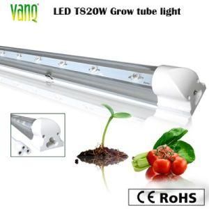 Red Blue LED Lighting 20W T8 for Tissue Culture, 660nm 460nm LED Grow Light Tube 4ft, Best Shenzhen LED Plant Grow Light