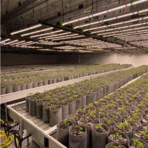 2021 Best LED Grow Light Using Newest Lm301b for Indoor Plants Growing Flower Stage Seeds Vegetative Stage Germination