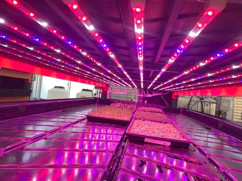 Vertical Farm Hydroponics Full Spectrum LED Grow Tube LED Grow Light