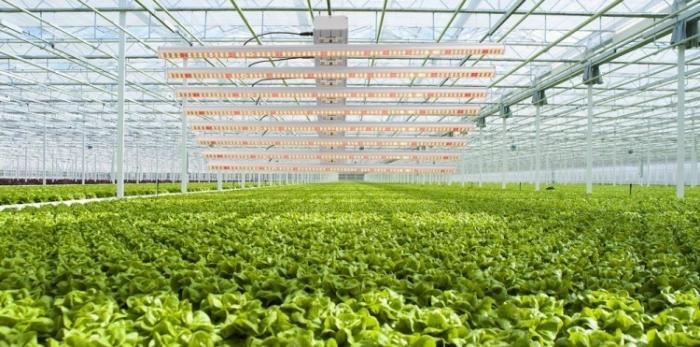 ETL Dimmable Full Spectrum Bar 800W LED Grow Light for Medical Plants