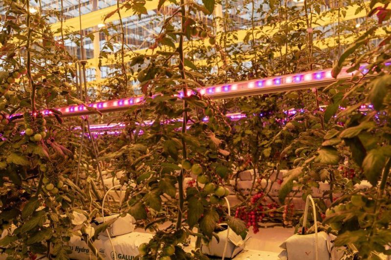 Greenhouse Inter Light Double Sides Lighting LED Grow Light for Tomatoes and Cucumbers