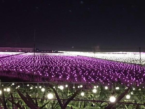 Outdoor Waterproof LED Lamp Bulb Light for Plants