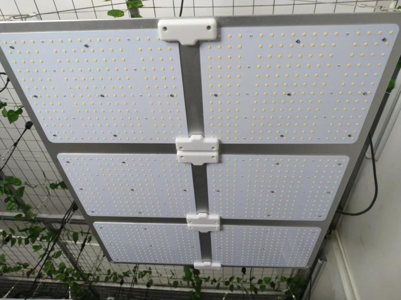 UL Certificate 600W LED Grow Panel Light Red for Indoor Farm Greenhouse Plant Growing