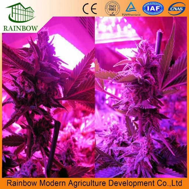 Plant Growing Greenhouses of LED Light