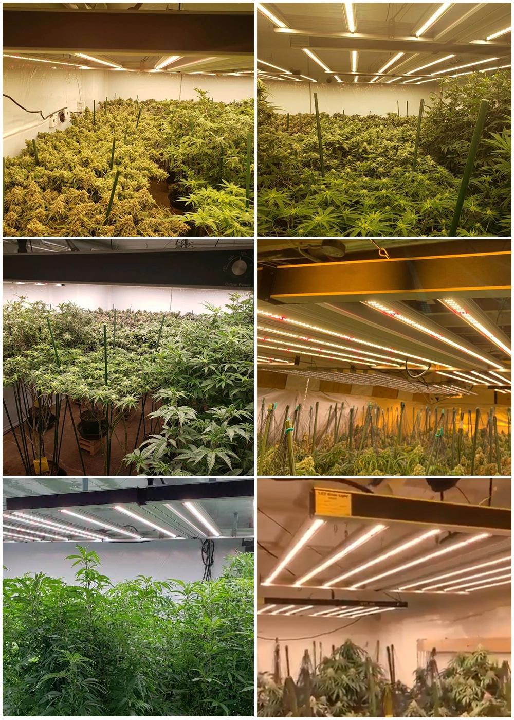 China Supplier Factory 3500K 660W Waterproof Light Medical Plant Indoor LED Grow Light Bar 720W