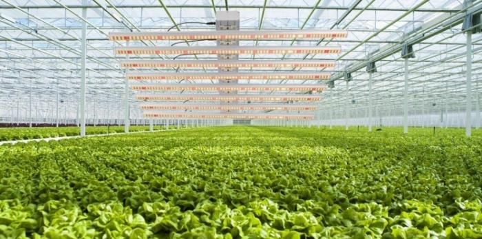 Rygh-Bz1000 Vertical Farming Full Spectrum Waterproof LED Grow Lights 10 Bar 1000W for Indoor Plants Veg