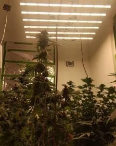 2021 Full Spectrum LED Grow Bar 500W with Samsung Lm561c