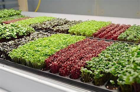 48W Green House 0.6m 1.2m Vertical Farming LED Grow Light Hydroponic