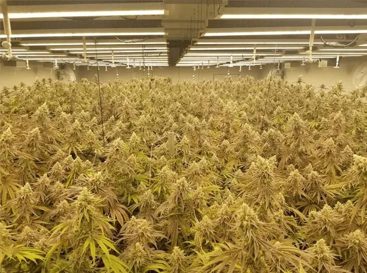 LED PAR Full Spectrum Grow Light for Greenhouse to Supplement Lighting Medical Flowers