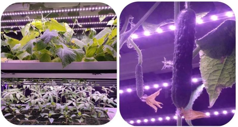 Vertical Farm Full Spectrum LED Tube LED Grow Light for Tomato, Flower, Strawberry and Vegetable