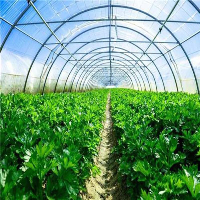 Agriculture LED Grow Lighting System for Vegetable Greenhouse