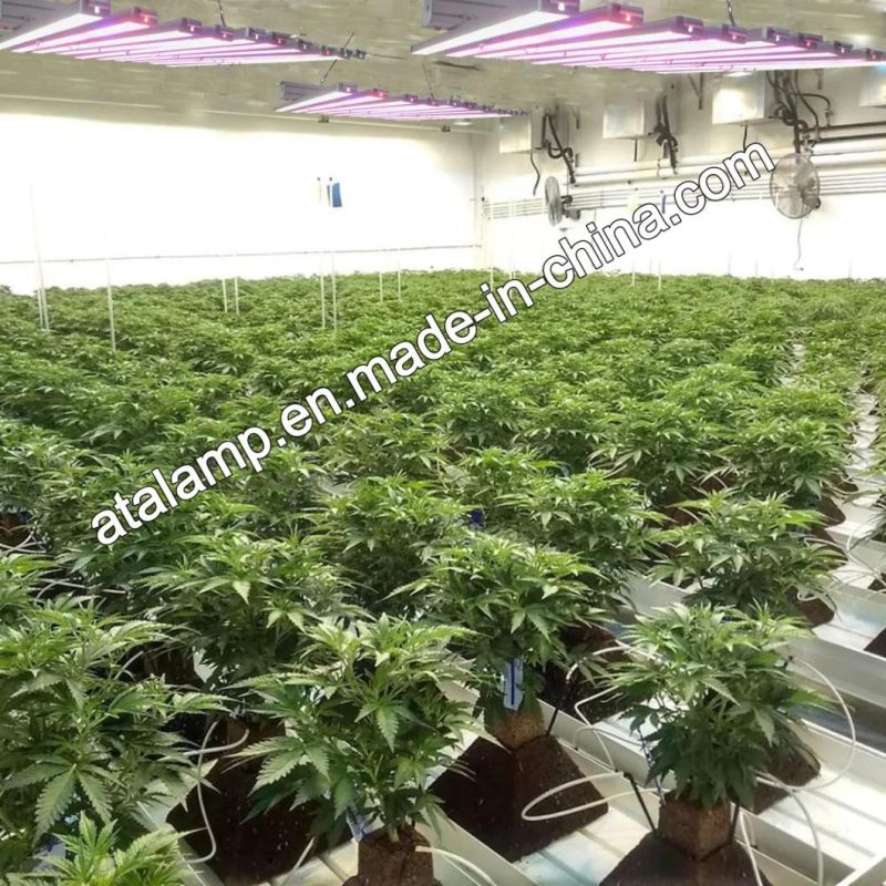 Ce/RoHS/FCC Horticulture 300W/600W/900W/1000W/1200W Full Spectrum LED Grow Light for Greenhouse System