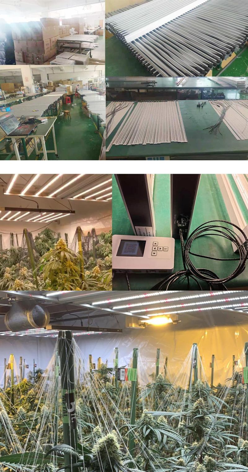 800W Full Spectrum High Ppfd LED Grow Light for Greenhouse Medical Plants