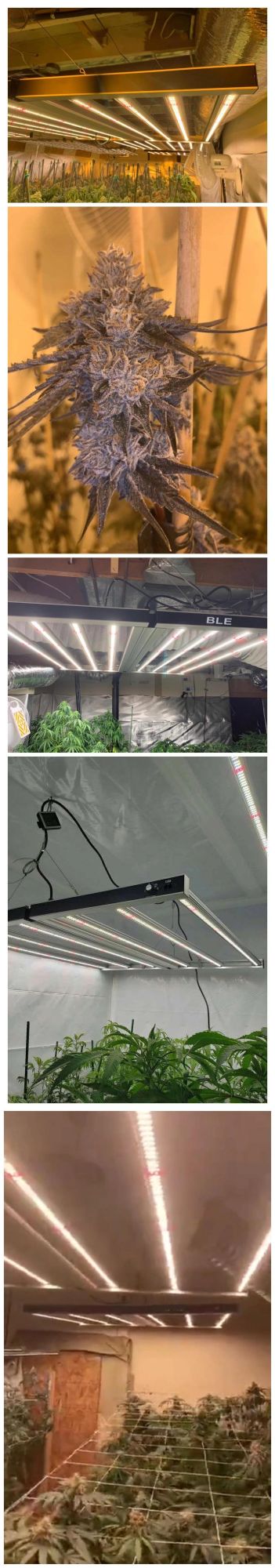 Commercial Greenhouse Growing Systems 4000K Full Spectrum 880W LED Grow Light Fixtures Best for Hydroponic Supplemental Light