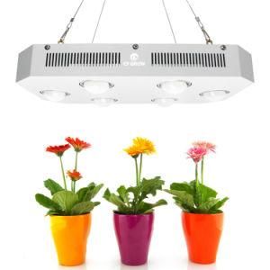 High Quality Professional Citizen Clu048/Clu058 900W Full Spectrum LED Grow Light with High PAR Value