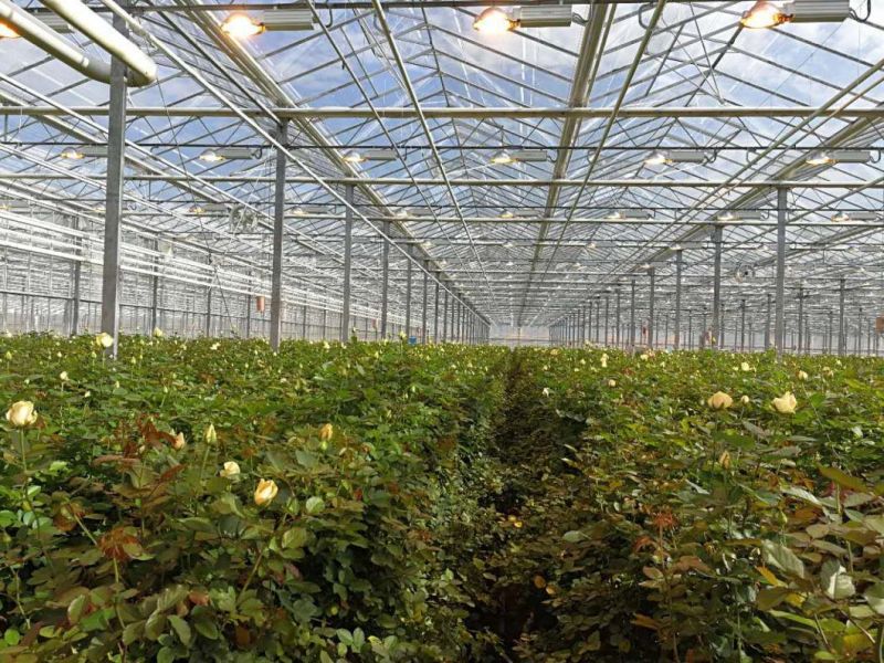 800 Watt High Lumens Horticulture Series Designed for Plant Maximum Growth Full Spectrum Wavelength LED Grow Lighting