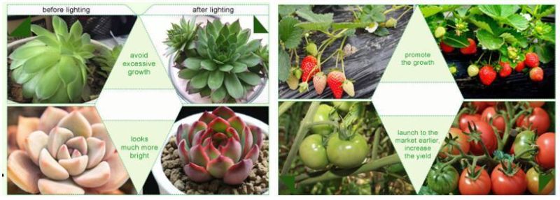 Indoor Plants 24W LED Grow Light, Waterproof Horticulture Light for Greenhouse