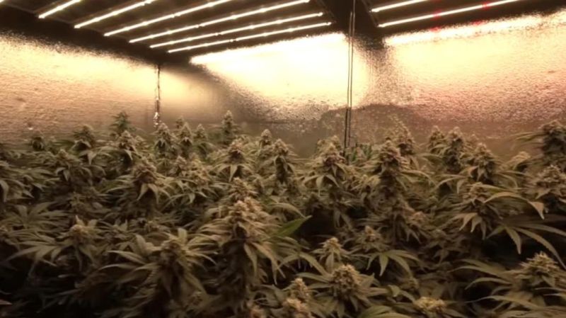China Supplier Dimming Indoor LED Grow Light for Medical Plants