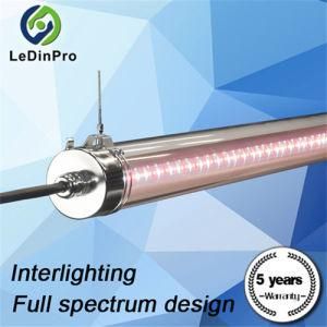 LED Grow Light Full Spectrum for Vertical Farm and Greenhouse