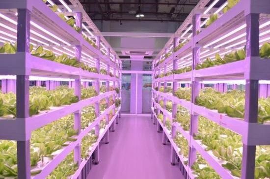 Hydroponics Vertical Agricultural Lighting LED Grow Light 48W for Greenhouse, GOST