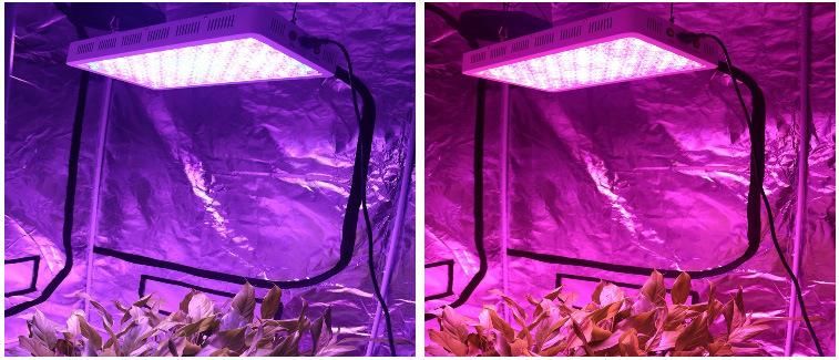 Newest Full Spectrum 600W LED Grow Light for Greenhouse/Garden/Tent