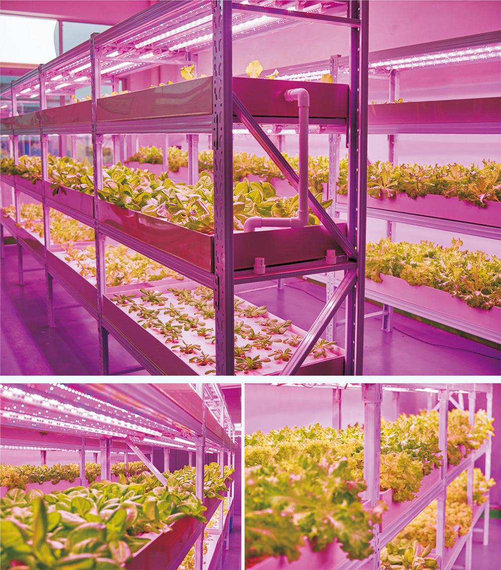 24W Indoor LED Grow Light Horticulture Light for Greenhouse Plants, RoHS