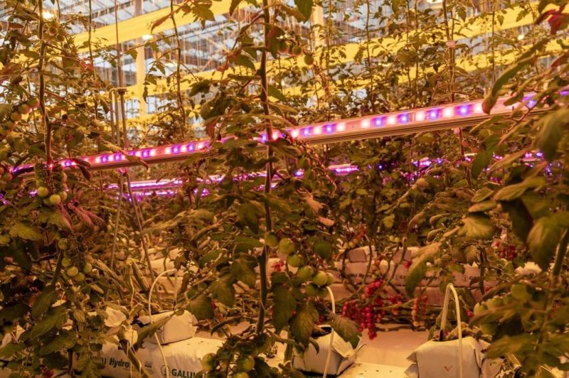 Greenhouse High Power LED Grow Light LED Grow Panel LED Grow Light Double Sides