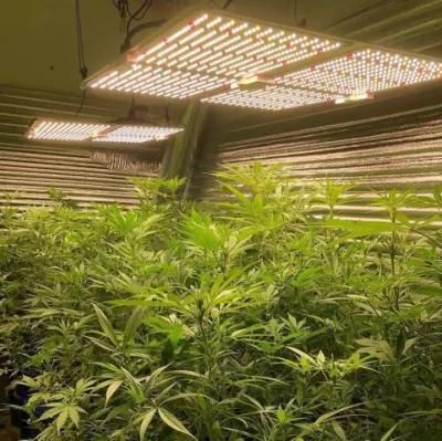Greenhouse Indoor Farming Full Spectrum LED Light for Hemp