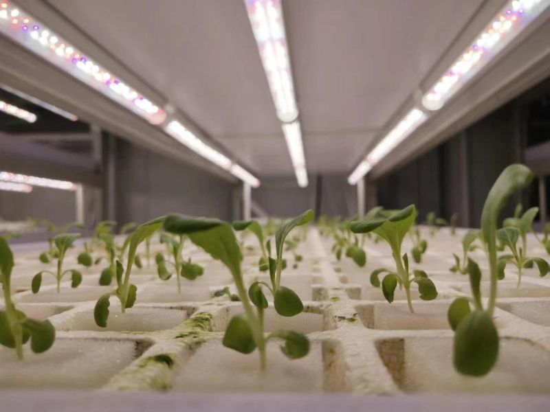 Indoor Farm Hydroponics Growing Full Spectrum LED Light