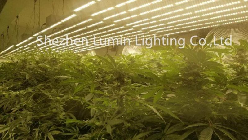 China Factory Direct Sale 800W Plant Light LED Grow