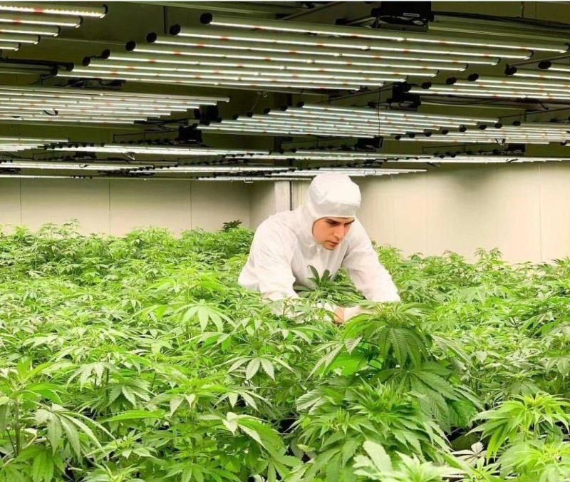Controller Optional Flower Plant 4X4 Foldable 800 Watt 8 Bar Full Spectrum Samsung Hydroponic LED Grow Light
