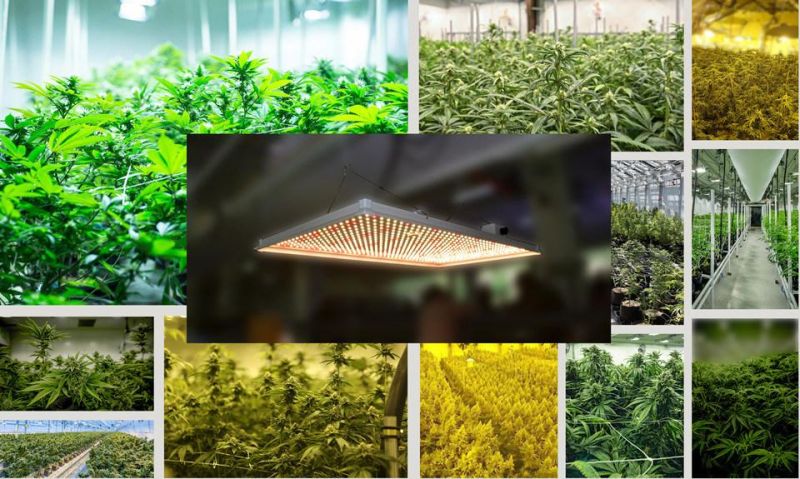 2020 Best Pre Assembled Dimmable 320W Lm301h LED Grow Light LED Full Sprectrum PCB Panel Light for Indoors
