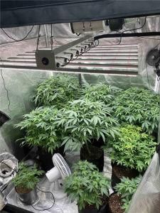 Horticultural / Seed Starting / Vegetable / Vertical Farm / Container Farm / Indoor Agriculture LED Grow Lighting for Growing