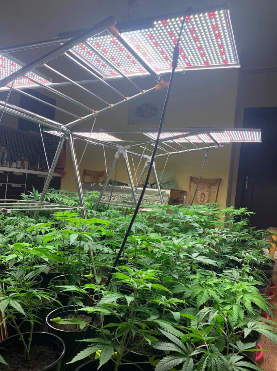 ETL Certified Competitive Full Spectrum 240W LED Photon Board Grow Panel for Indoor Plants