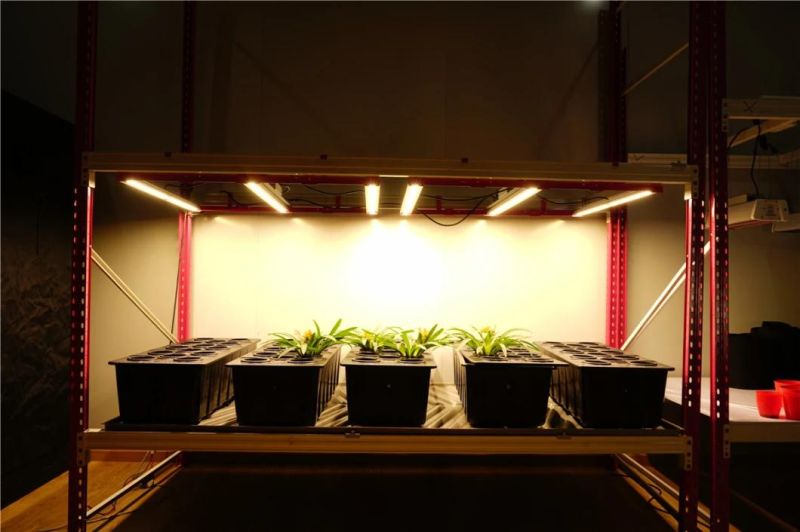 Full Spectrum Indoor Grow Light 1000W