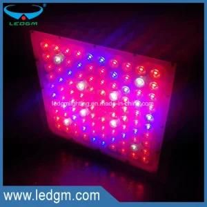 Newest Output DC20-30V 300W Full Spectrum LED Grow Light for Planting Factory