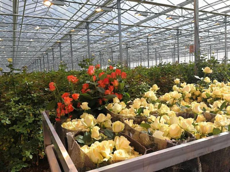 800 Watt High Lumens Horticulture Series Designed for Plant Maximum Growth Full Spectrum Wavelength LED Grow Light