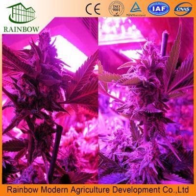 Fixed Greenhouse LED Grow Light for Vegetables