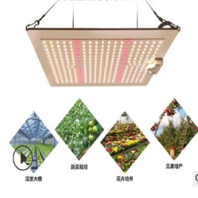 Plant Grow Light in Flower Potsplant Grow Light in Flower Pots