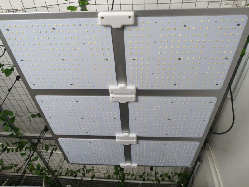 600 Watt LED Grow Panel Light Red for Indoor Farm Greenhouse Plant Growing UL Certificate