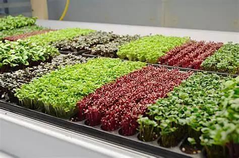 UL Full Spectrum Waterproof Indoor Samsung LED PAR Light for Horticulture Vertical Farming